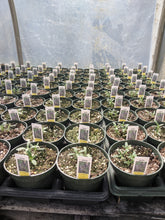 Load image into Gallery viewer, Herbs (4 inch pots)
