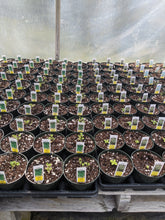 Load image into Gallery viewer, Herbs (4 inch pots)
