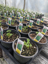 Load image into Gallery viewer, Herbs (4 inch pots)
