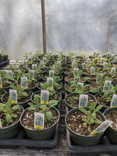 Load image into Gallery viewer, Herbs (4 inch pots)
