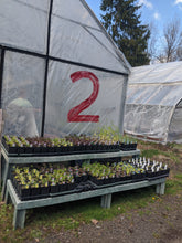 Load image into Gallery viewer, Individual Peppers, Tomatoes, Eggplants (Individual, 3")
